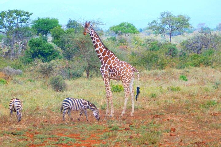 4x4 Land Cruiser Private 3 Day Safari Tour in Meru National Park