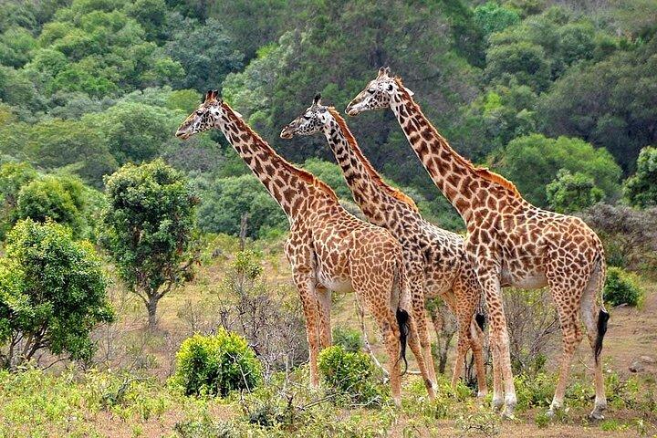 3 Days All Inclusive Zanzibar to Tarangire Ngorongoro