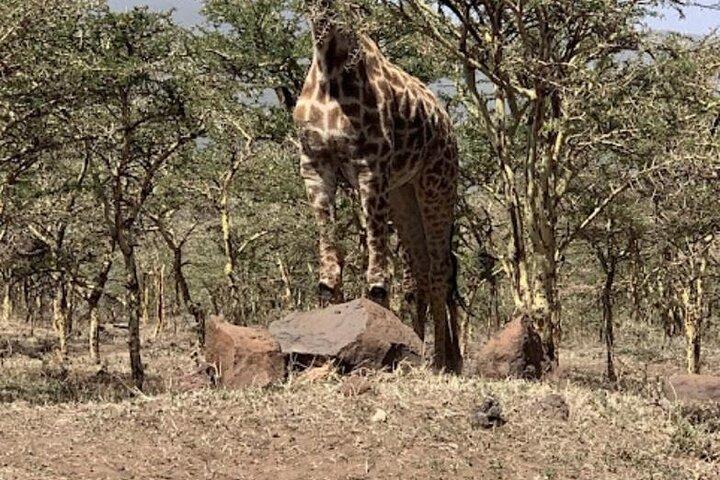 5 Days Classic Tanzania Camping Safaris