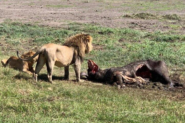 5 Days Classic Tanzania Camping Safaris