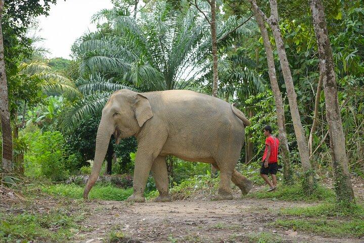 Khao Lak Elephant Sanctuary, Takua Pa Old Town & Food Tour
