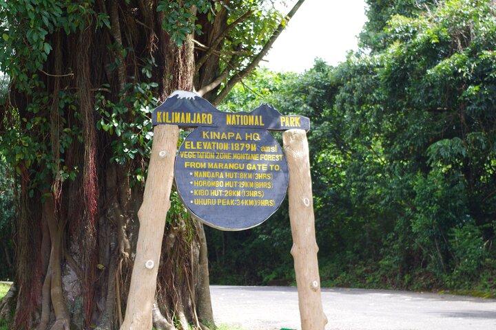 8 Days Trekking Mount Kilimanjaro Lemosho Route