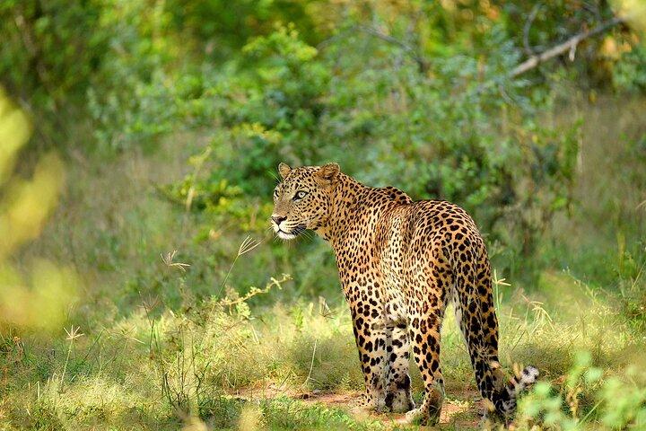 Day Tour from Colombo to Yala National Park Safari