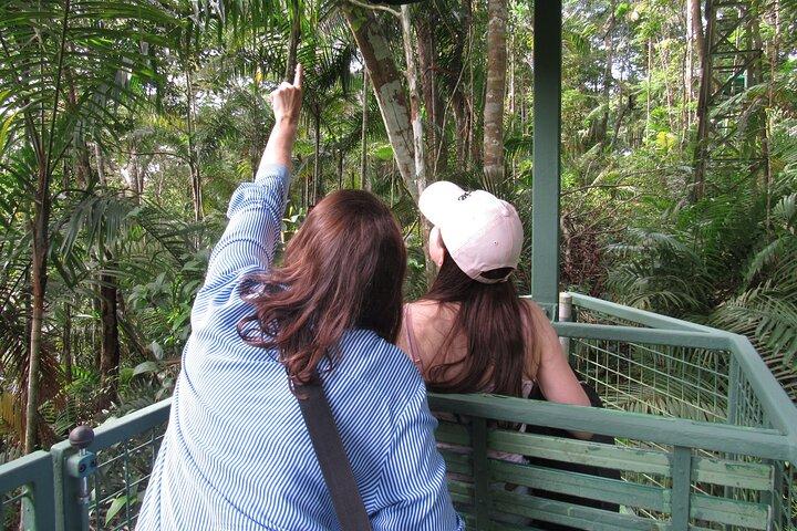 Aerial Tram & Sloth Sanctuary in the Rainforest