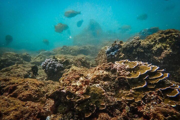 Discover SCUBA Diving in Beautiful Unawatuna Bay