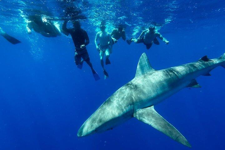 Oahu: Cage-Free Shark Swim on the North Shore