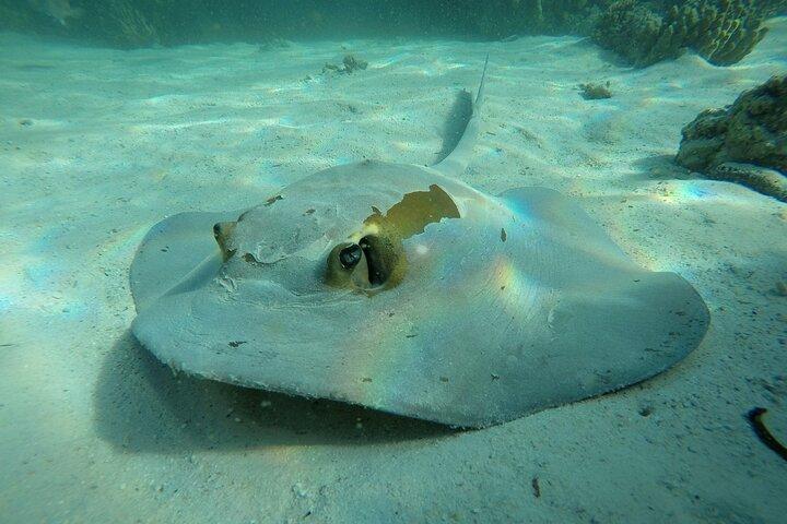 Snorkeling Adventure to Daymaniat Islands