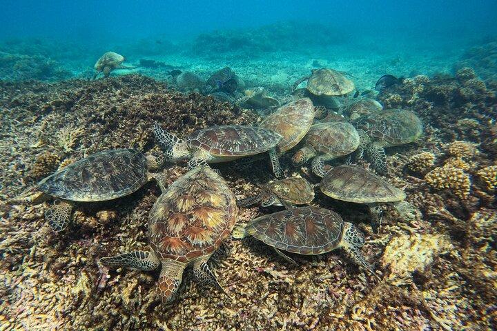 Snorkeling Adventure to Daymaniat Islands