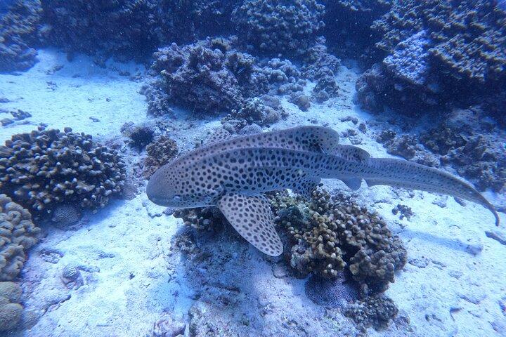 Snorkeling Adventure to Daymaniat Islands