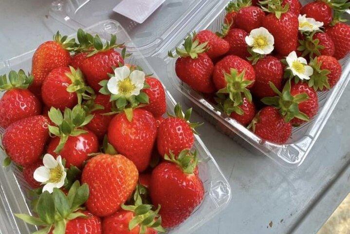 Strawberry & Eobi Valley & Nami Island & Garden of Morning Calm