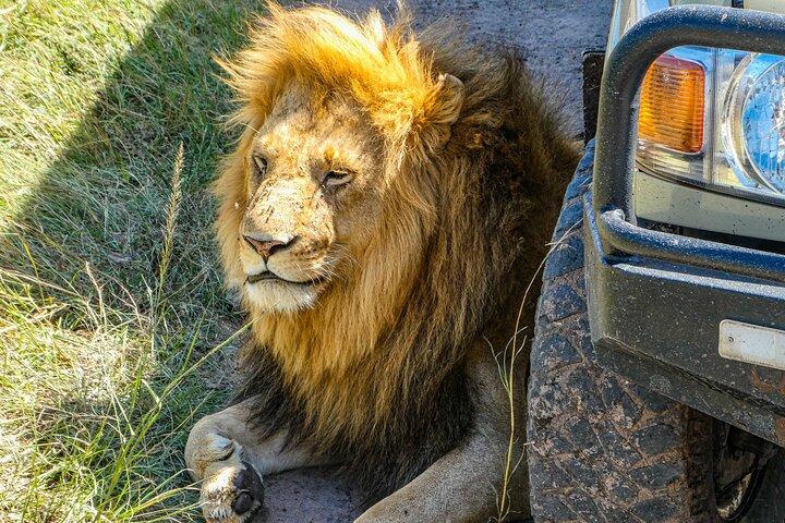 3-Day Luxury Safari in Amboseli National Park, Nairobi