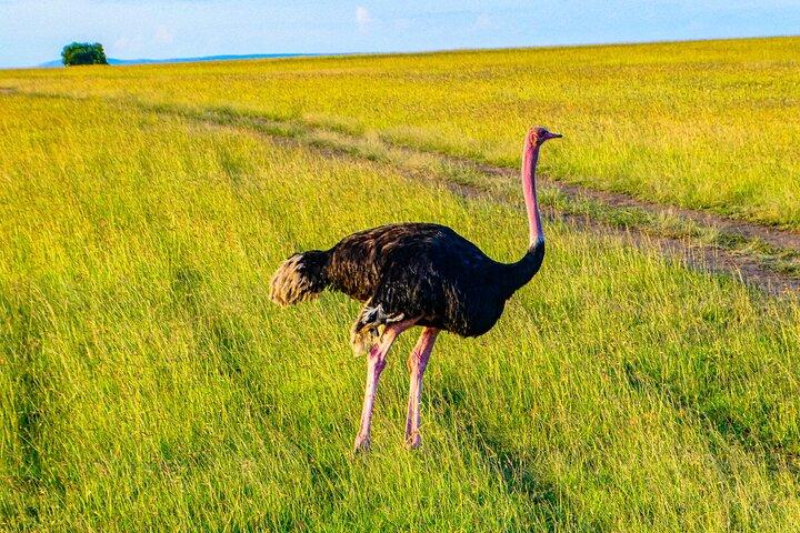 3-Day Luxury Safari in Amboseli National Park, Nairobi