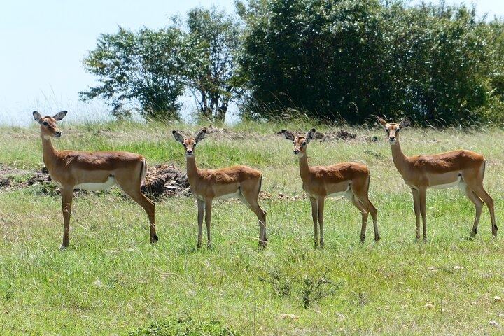 3-Day Luxury Safari in Amboseli National Park, Nairobi
