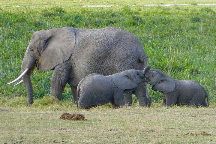 3-Day Luxury Safari in Amboseli National Park, Nairobi