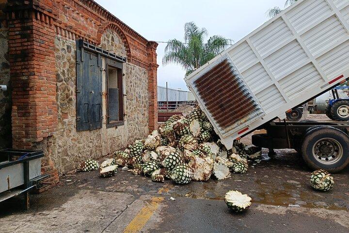 PRIVATE Fire TOUR: Pyramids, Volcanoes, Agaves & Tequila
