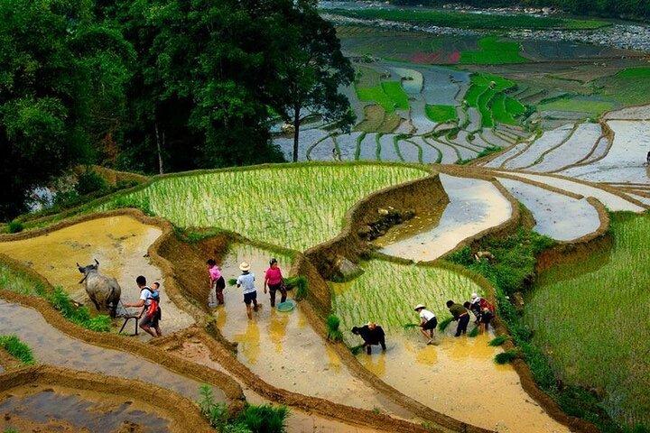 1 Day Sapa Trekking To Lao Chai and Ta Van Village