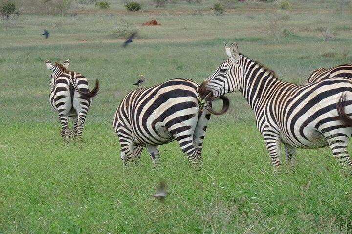 2 Days, 1 Night - Tsavo East National Park Safari
