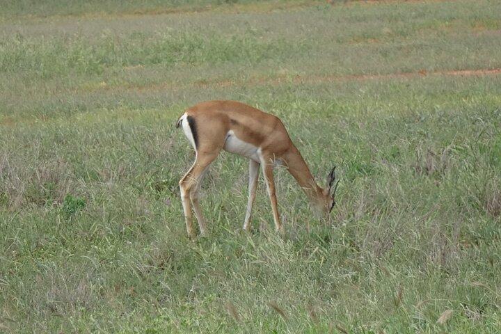 2 Days, 1 Night - Tsavo East National Park Safari