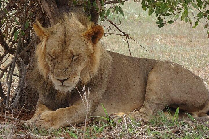 2 Days, 1 Night - Tsavo East National Park Safari