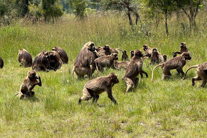 Debre Libanos, Portuguese Bridge & Gelada Baboons Day Tour