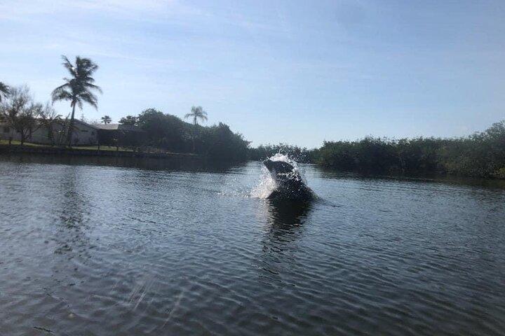 Manatee and Dolphin Kayak Tour