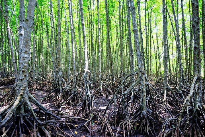 Can Gio Mangrove Forest 1 day tour