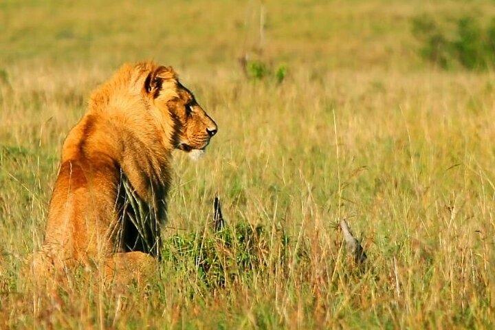 10 Days Kenya Wildlife Safari and Mombasa Diani Beach Tour