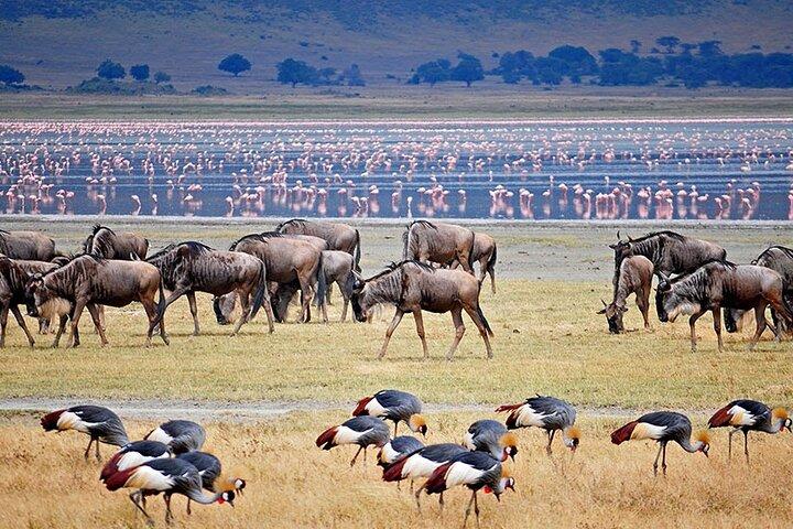 3Days luxury safari to Tarangire Ngorongoro crater and Manyara
