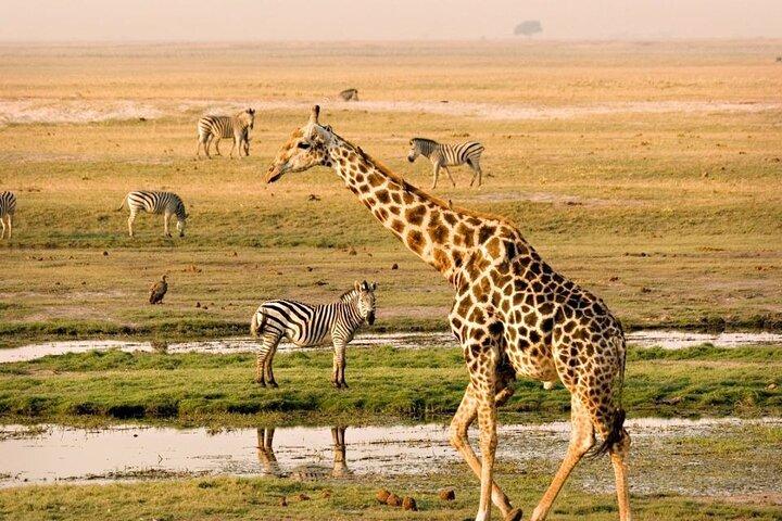 Cape Town Big Five Safari Full Day Tour with Lunch