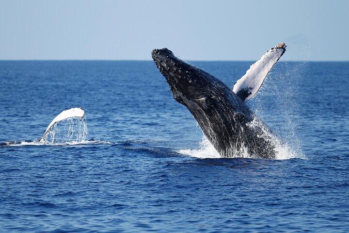 3-Hour Guided Whale and Dolphin Watching Experience in San Diego
