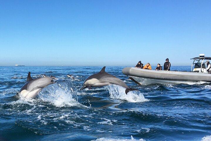 3-Hour Guided Whale and Dolphin Watching Experience in San Diego