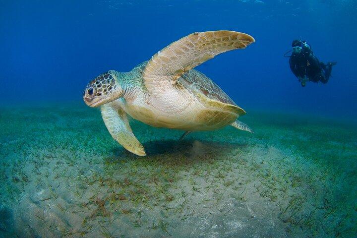 Scuba Diving Experience & MUSAN Dive + Free Edited Video 2xdives