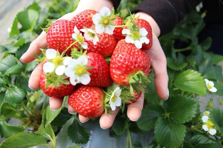 Eobi Valley(Winter), Strawberry, Nami Island & Railbike fr Seoul