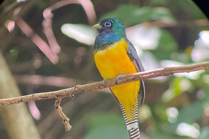 Manuel Antonio National Park guided tour