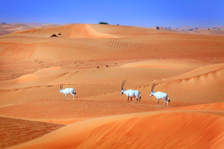 Dubai Experience: Quad bike, BBQ Dinner and Live Show