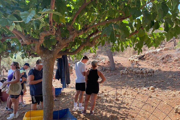 Authentic Cretan Cooking Class & Farm Experience in Chania, Crete