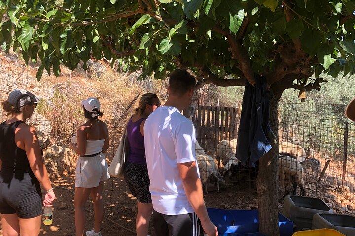Authentic Cretan Cooking Class & Farm Experience in Chania, Crete