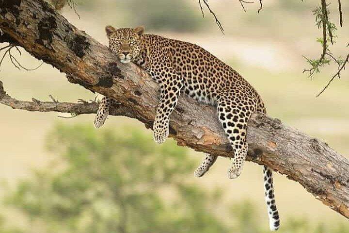 3-Day Northern circuit Safari