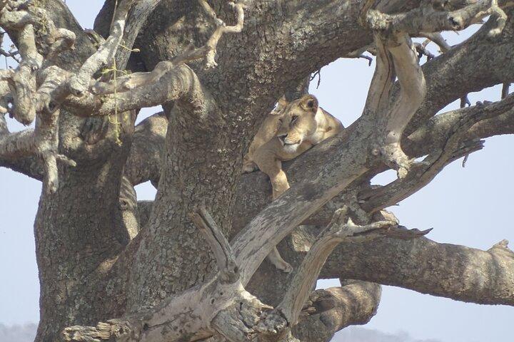 Luxury 2 Day Big Five Safari | Tarangire & Ngorongoro Crater