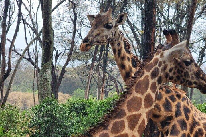 Lake Naivasha and Hells Gate Day trip daily