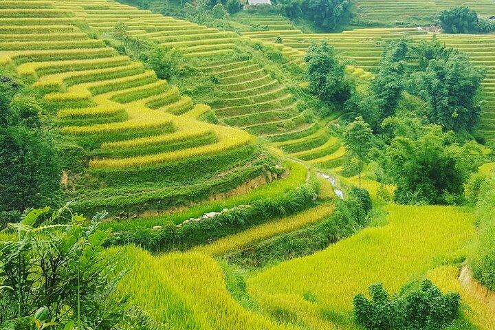 5 Hours Trekking with Terraced Rice Field in Sapa