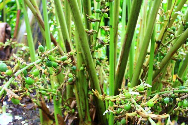Zanzibar Spice Farm Tour & Exotic Fruit Lunch