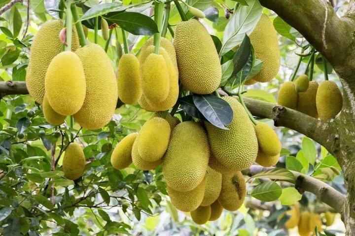 Zanzibar Spice Farm Tour & Exotic Fruit Lunch