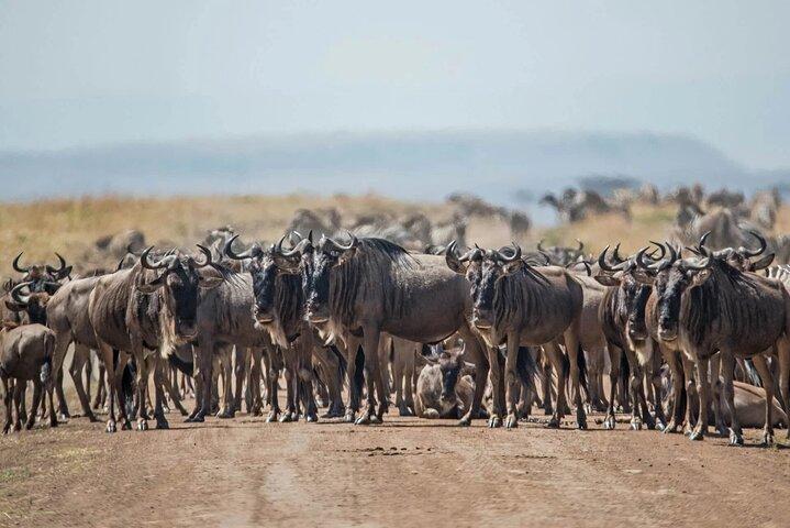 4-Day Safari Adventure in Tanzania