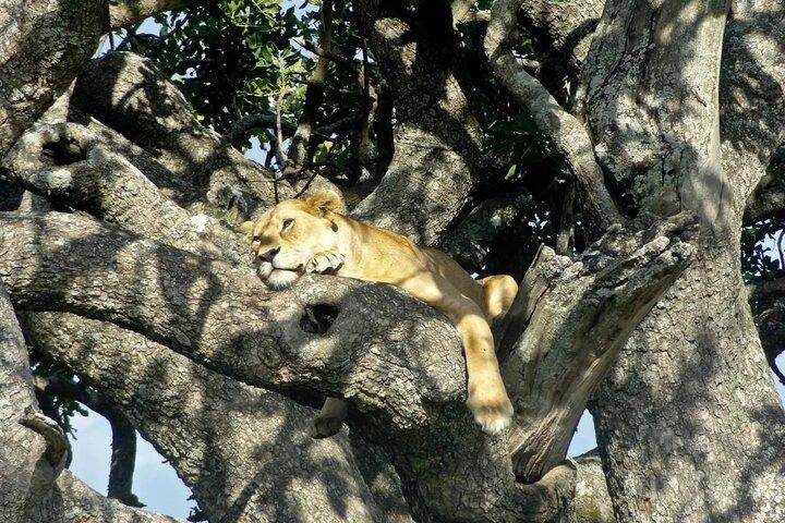 4-Day Safari Adventure in Tanzania