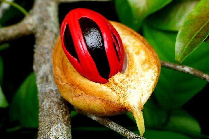 Private Tour to Jozani forest and Spice Farm in Zanzibar