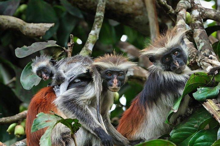 Private Tour to Jozani forest and Spice Farm in Zanzibar