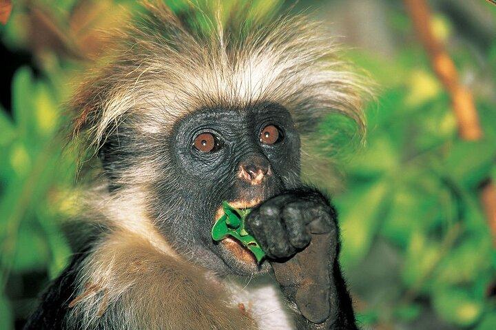 Private Tour to Jozani forest and Spice Farm in Zanzibar