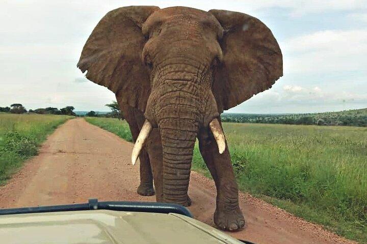 5-Day Camping Safari | Tarangire | Ngorongoro | Serengeti