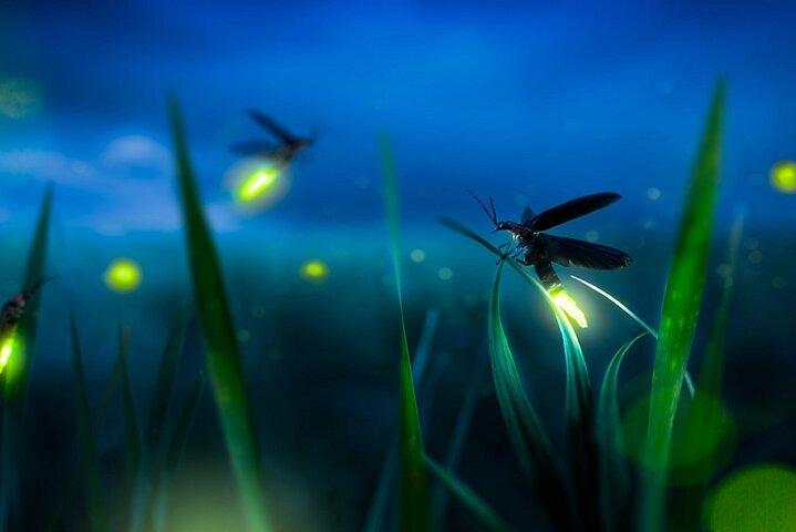 PrivateTour Kuala Selangor Firefly Blinkings & Silver Leaf Monkey